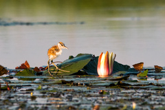 African Jacana photo 6