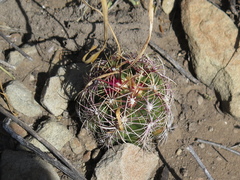 Thelocactus bicolor bicolor