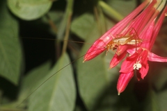 Prognathogryllus elongatus