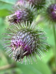 Arctium minus