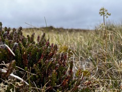 Cassiope tetragona