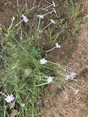 Ipomopsis longiflora