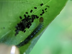 Pantographa limata