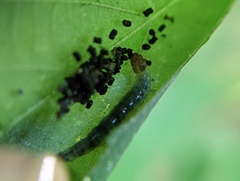 Pantographa limata