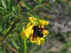 Xylocopa californica arizonensis