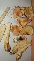 Russula veternosa
