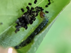 Pantographa limata