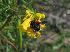Xylocopa californica arizonensis