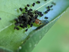 Pantographa limata