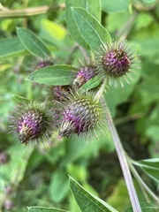 Arctium minus