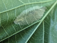 Phyllonorycter lucetiella