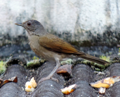 Turdus leucomelas