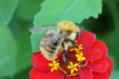 Bombus pascuorum