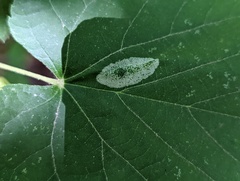Phyllonorycter lucetiella