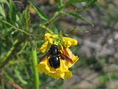 Xylocopa californica arizonensis