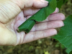 Pantographa limata