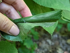 Pantographa limata