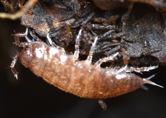 Trichoniscus pusillus