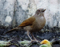 Turdus leucomelas