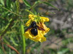 Xylocopa californica arizonensis