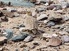 Pterocles bicinctus bicinctus