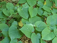 Pantographa limata