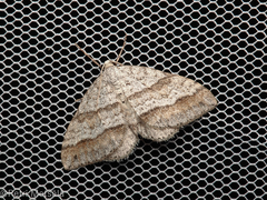 Perizoma parallelolineatum