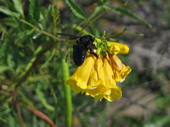Xylocopa californica arizonensis