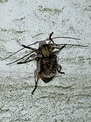 Leptostylus transversus