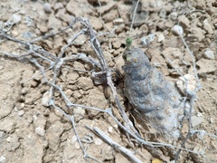 Ibervillea sonorae