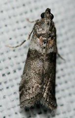 Sciota subfuscella