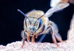 Apis mellifera