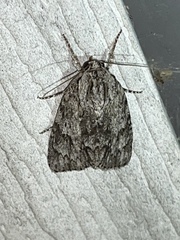 Acronicta longa