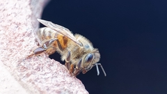 Apis mellifera