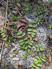 Tephrosia chrysophylla