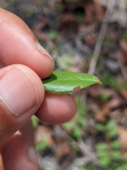 Tephrosia chrysophylla