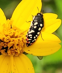 Acmaeodera paradisjuncta