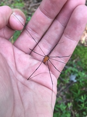 Leiobunum nigropalpi