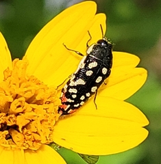 Acmaeodera paradisjuncta