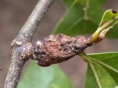 Andricus torreyaensis