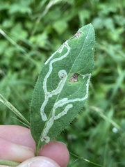 Phytomyza lonicerae