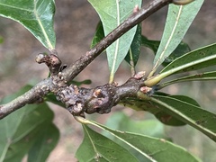 Andricus torreyaensis