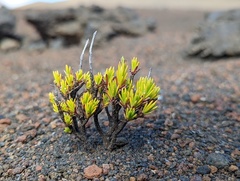 Silene struthioloides
