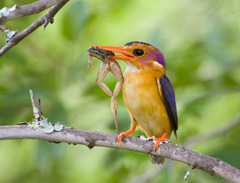 African Pygmy-Kingfisher photo 2