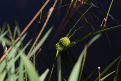 Sparganium androcladum