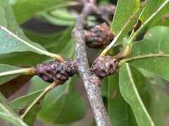 Andricus torreyaensis