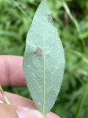 Phytomyza lonicerae