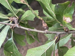 Andricus torreyaensis