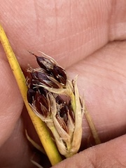 Juncus castaneus leucochlamys