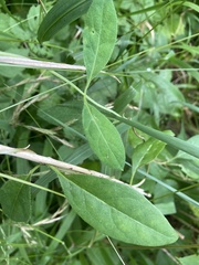 Phytomyza lonicerae